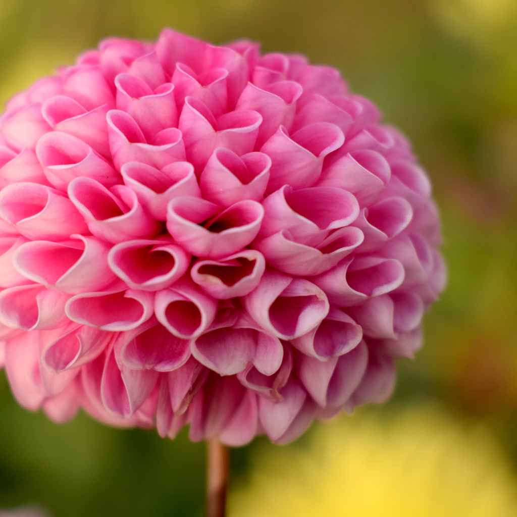 Нежная розовая георгина крупным планом 