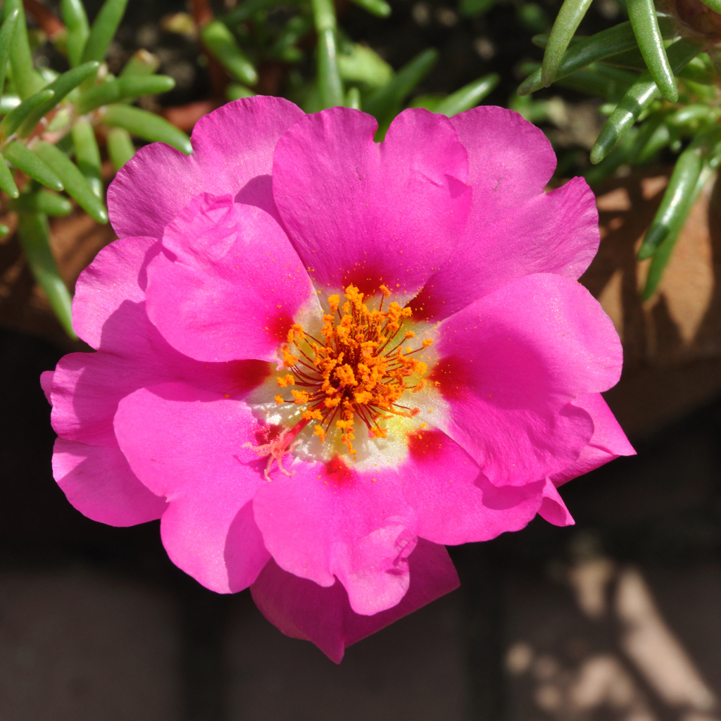 Нежный розовый цветок портулак вблизи