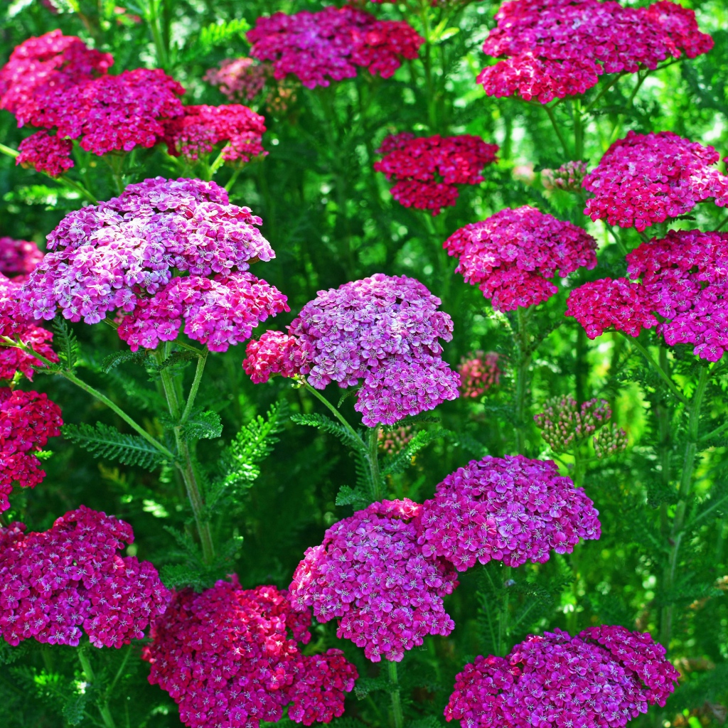 Нежные розовые цветы вербена