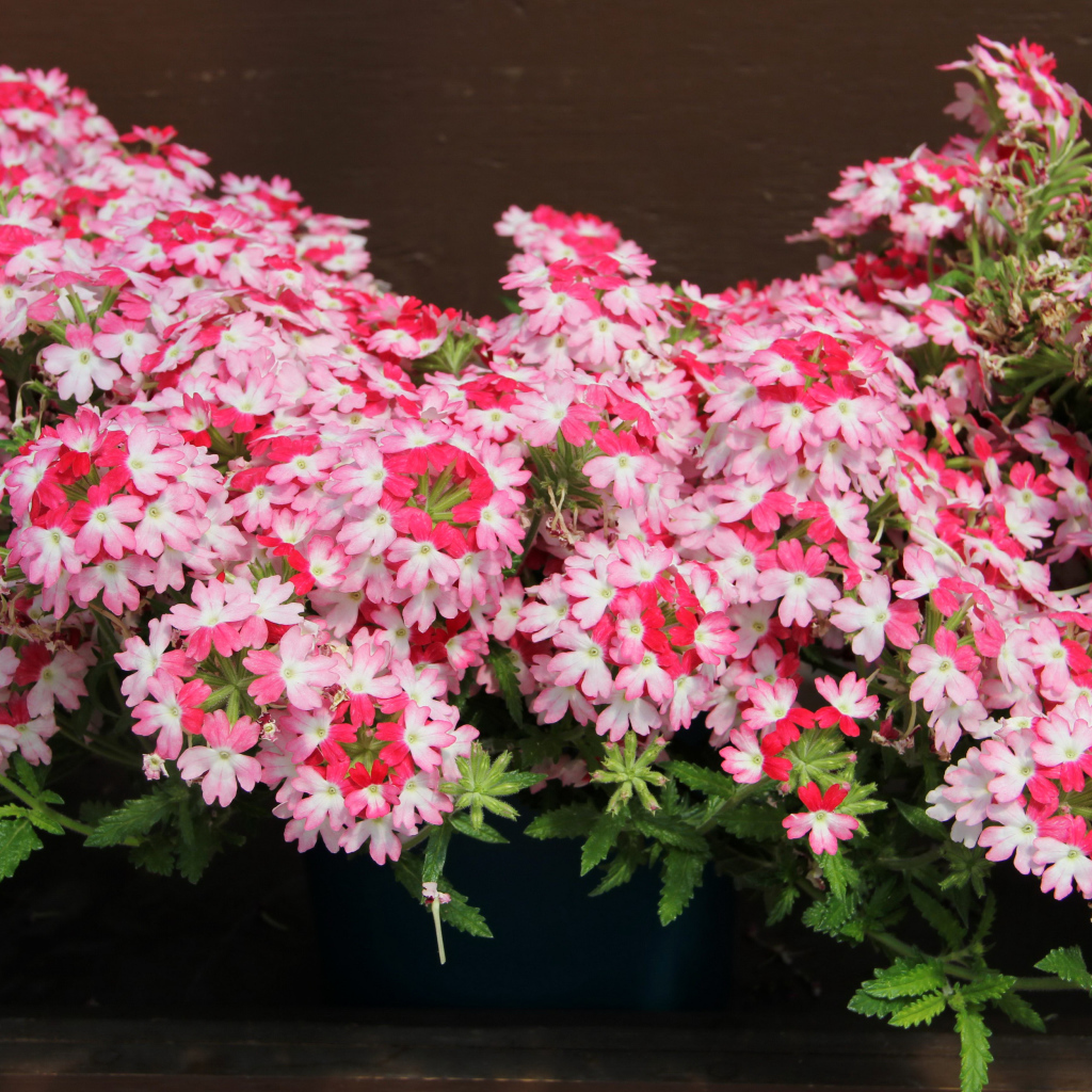 Нежные розовые цветы вербена крупным планом