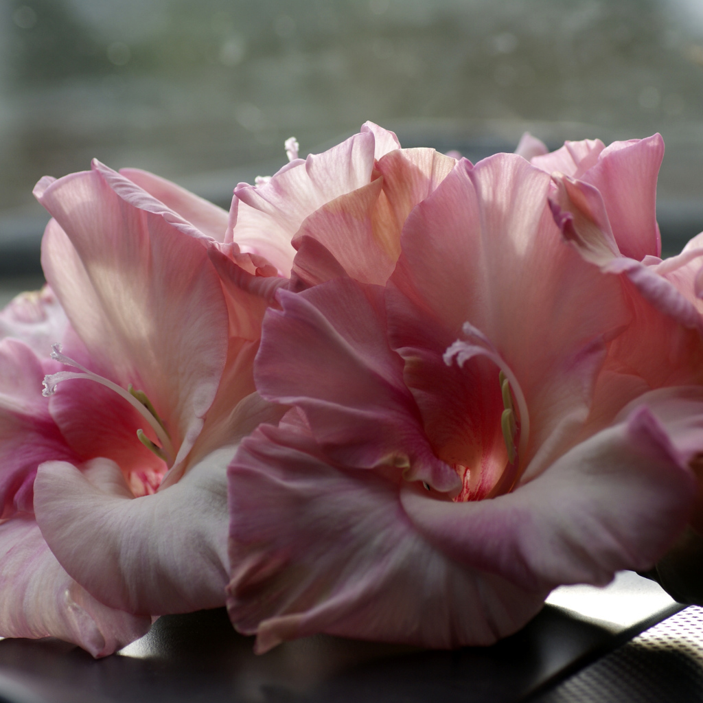 Нежные розовые гладиолусы крупным планом 