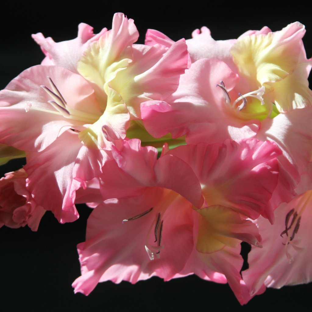 Нежные розовые гладиолусы на черном фоне