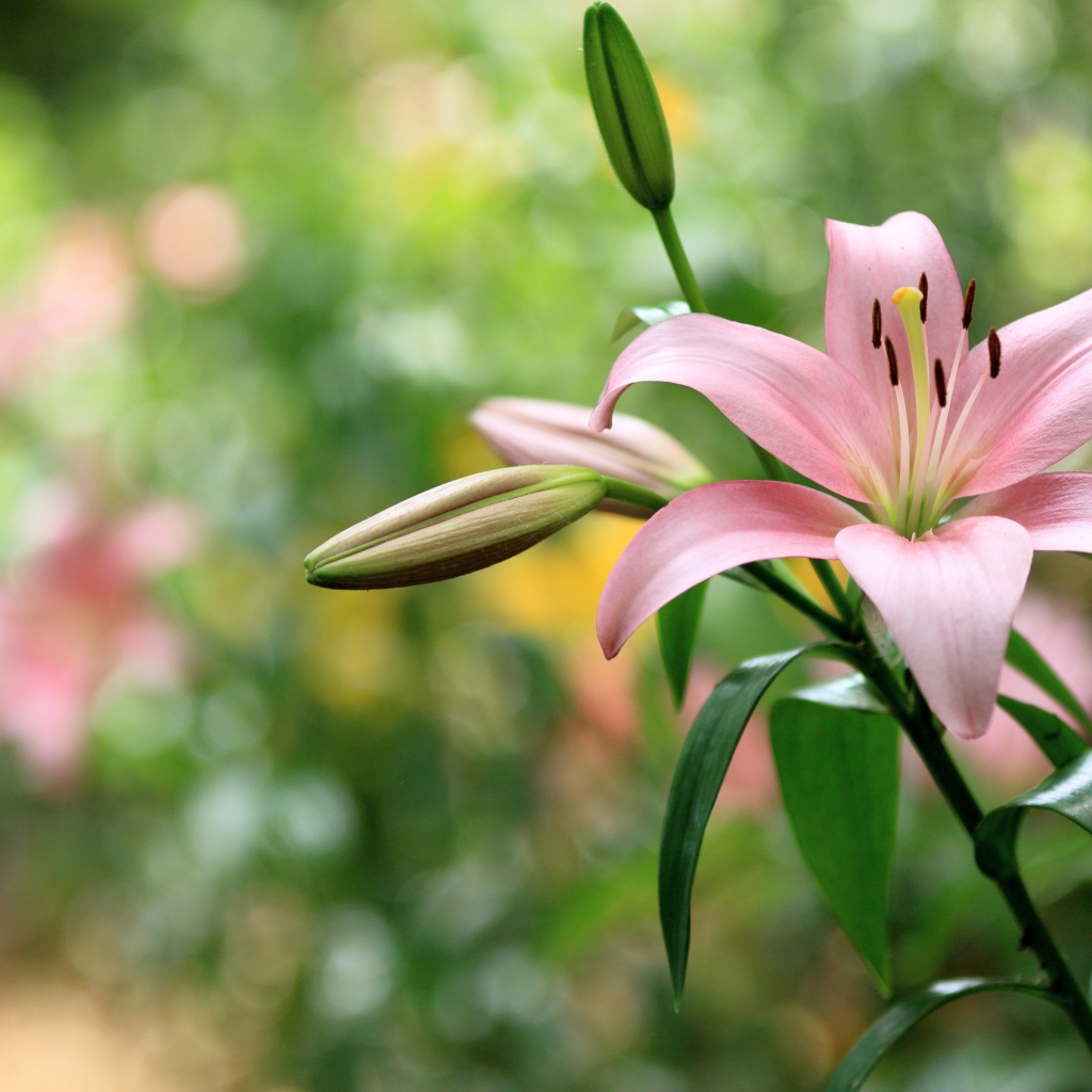 Нежная розовая лилия с бутонами