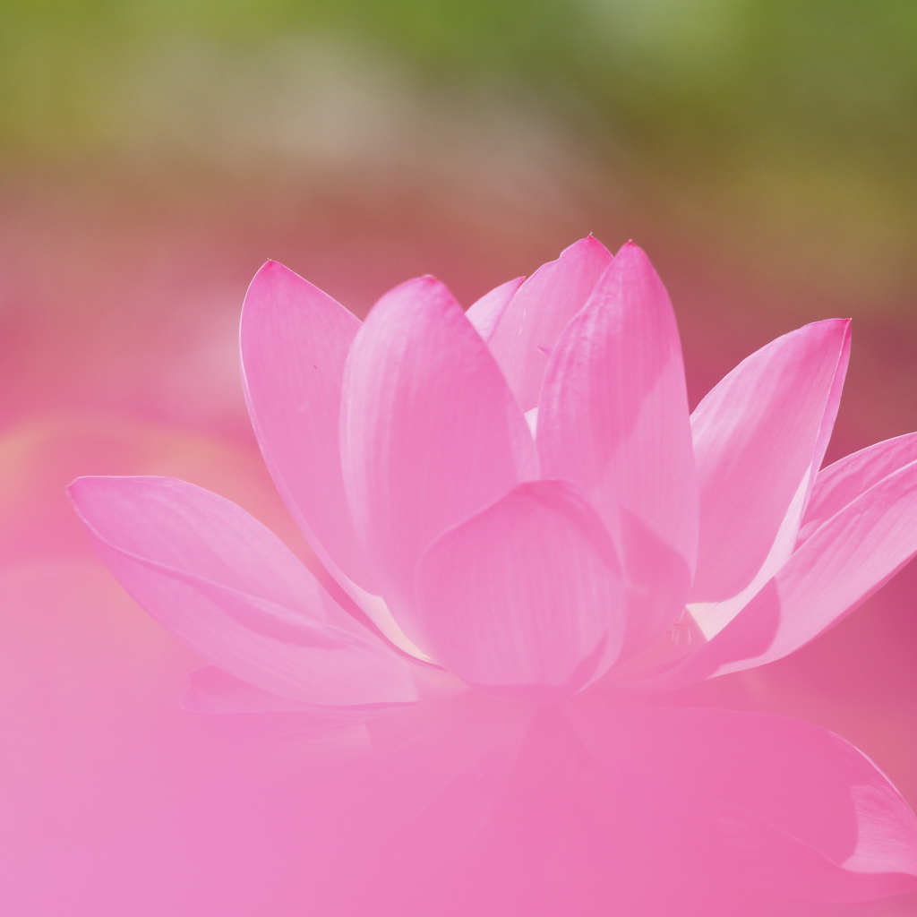 Нежный розовый цветок лотоса крупным планом