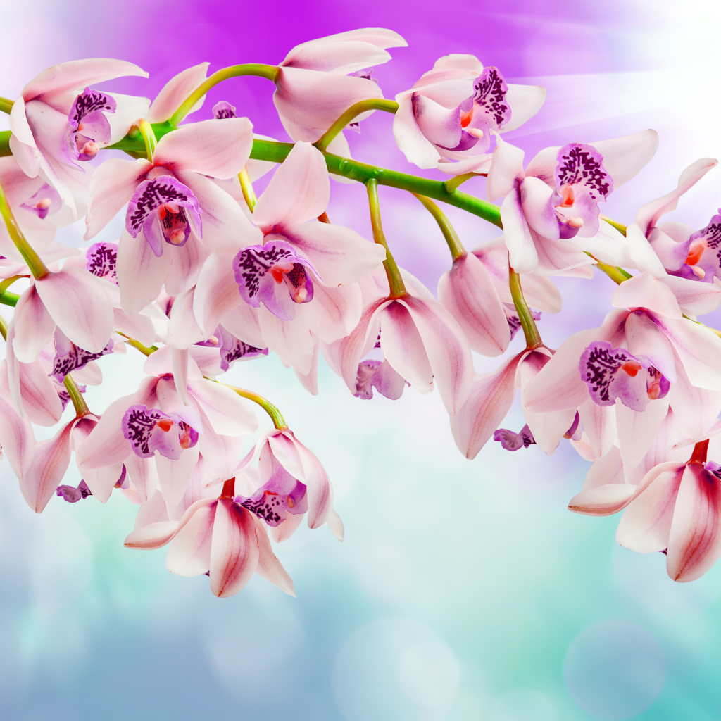 Нежные розовые орхидеи 