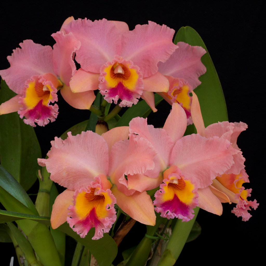 Нежные розовые орхидеи крупным планом на черном фоне