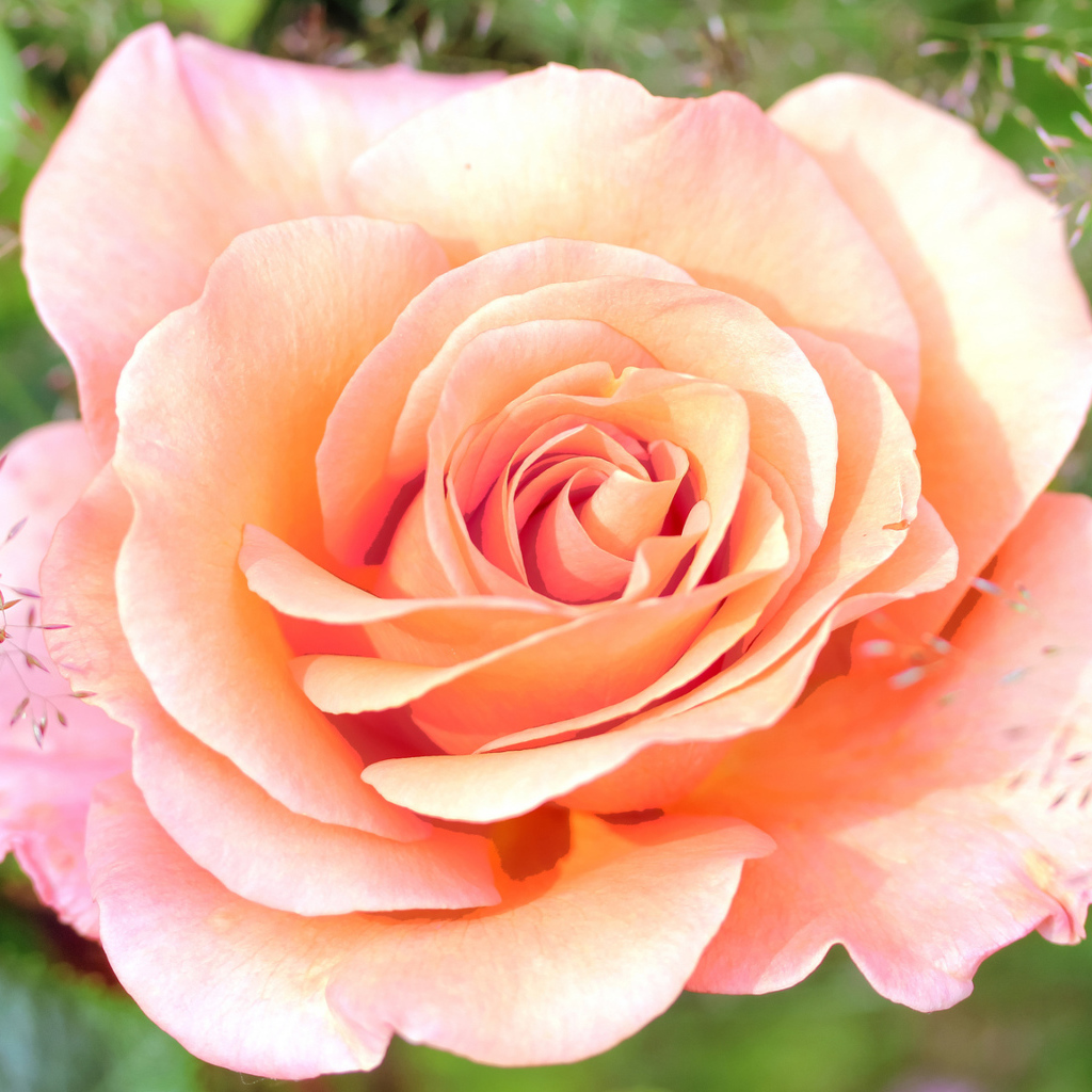 Нежная розовая роза крупным планом 