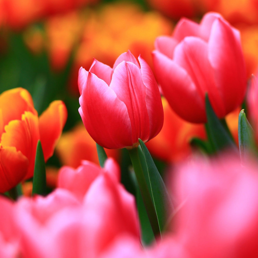 Нежные весенние цветы тюльпаны 