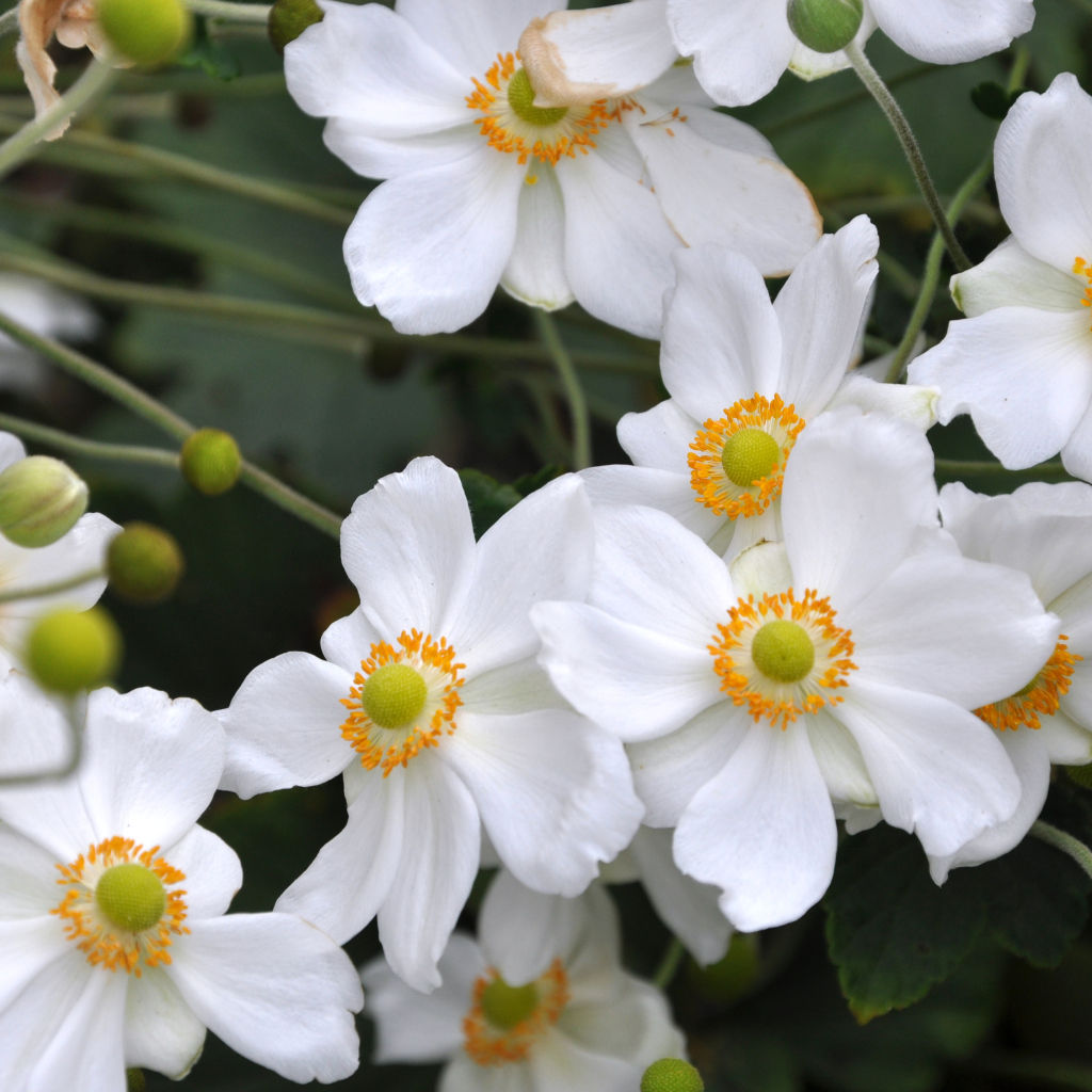 Нежные белые цветы анемоны вблизи