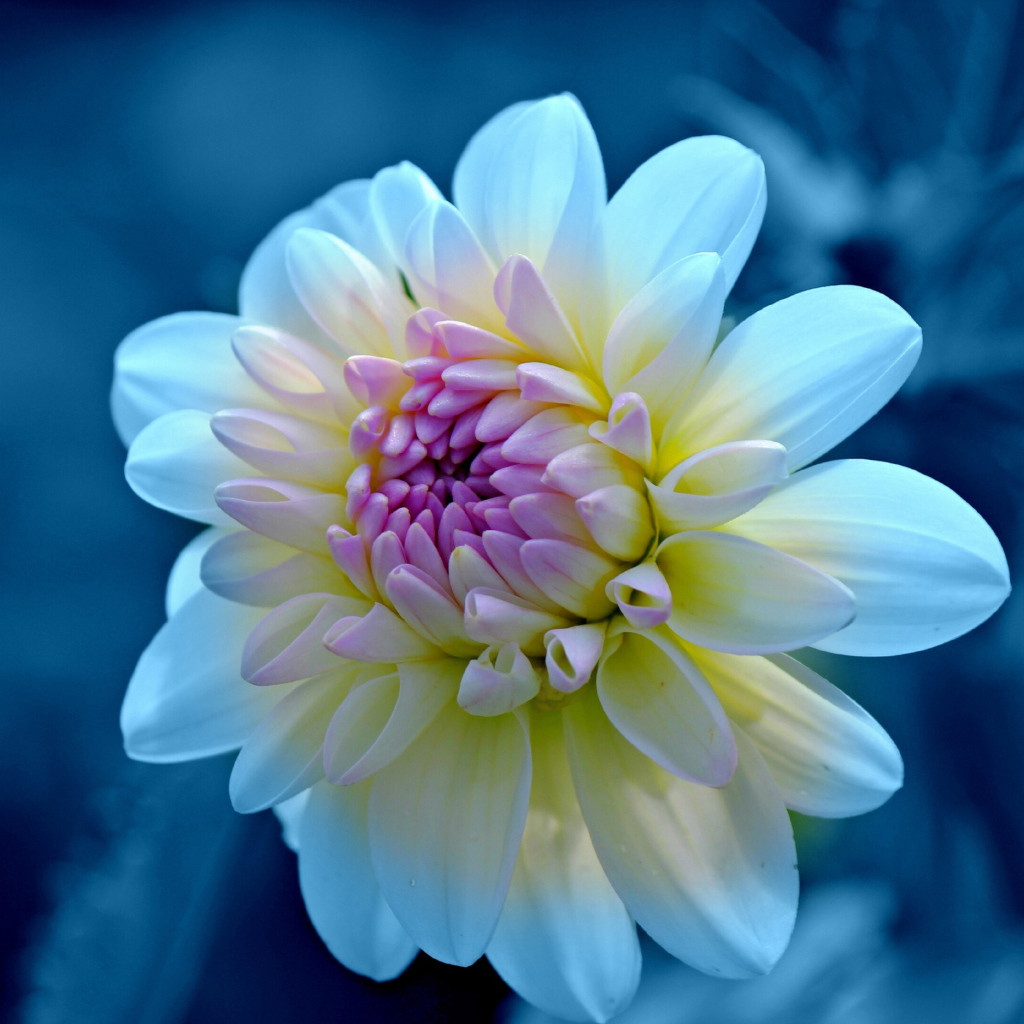 Нежная белая георгина с сиреневой серединкой крупным  планом