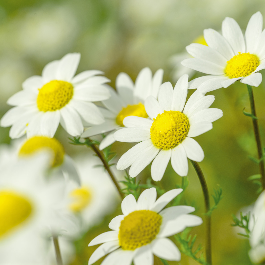 Нежные белые ромашки с желтой серединкой 