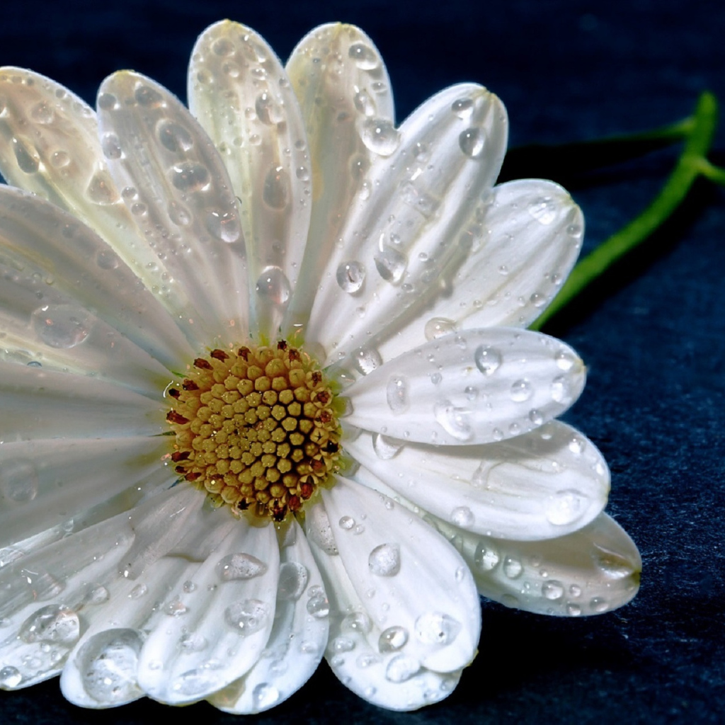 Нежная белая ромашка в капельках росы на синем фоне