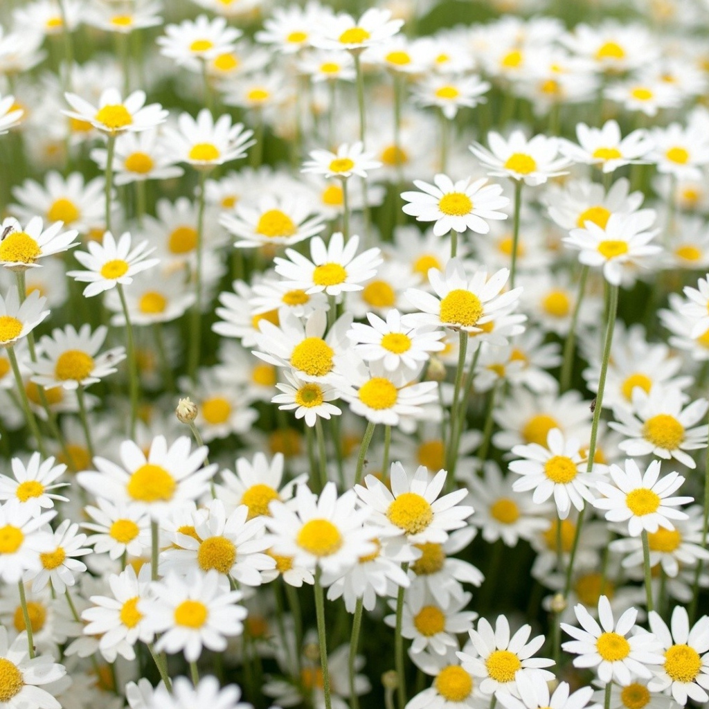 Нежные белые полевые ромашки 