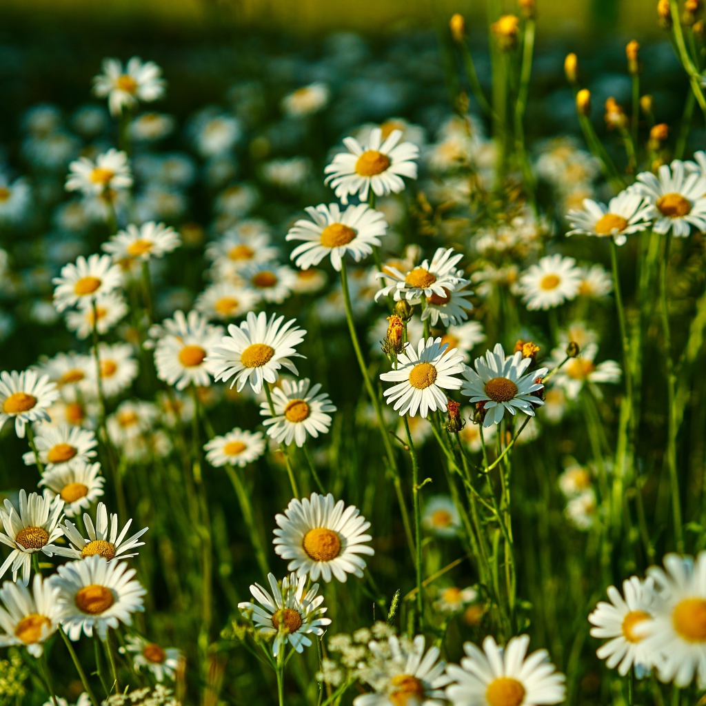 Нежные белые полевые ромашки в лучах солнца
