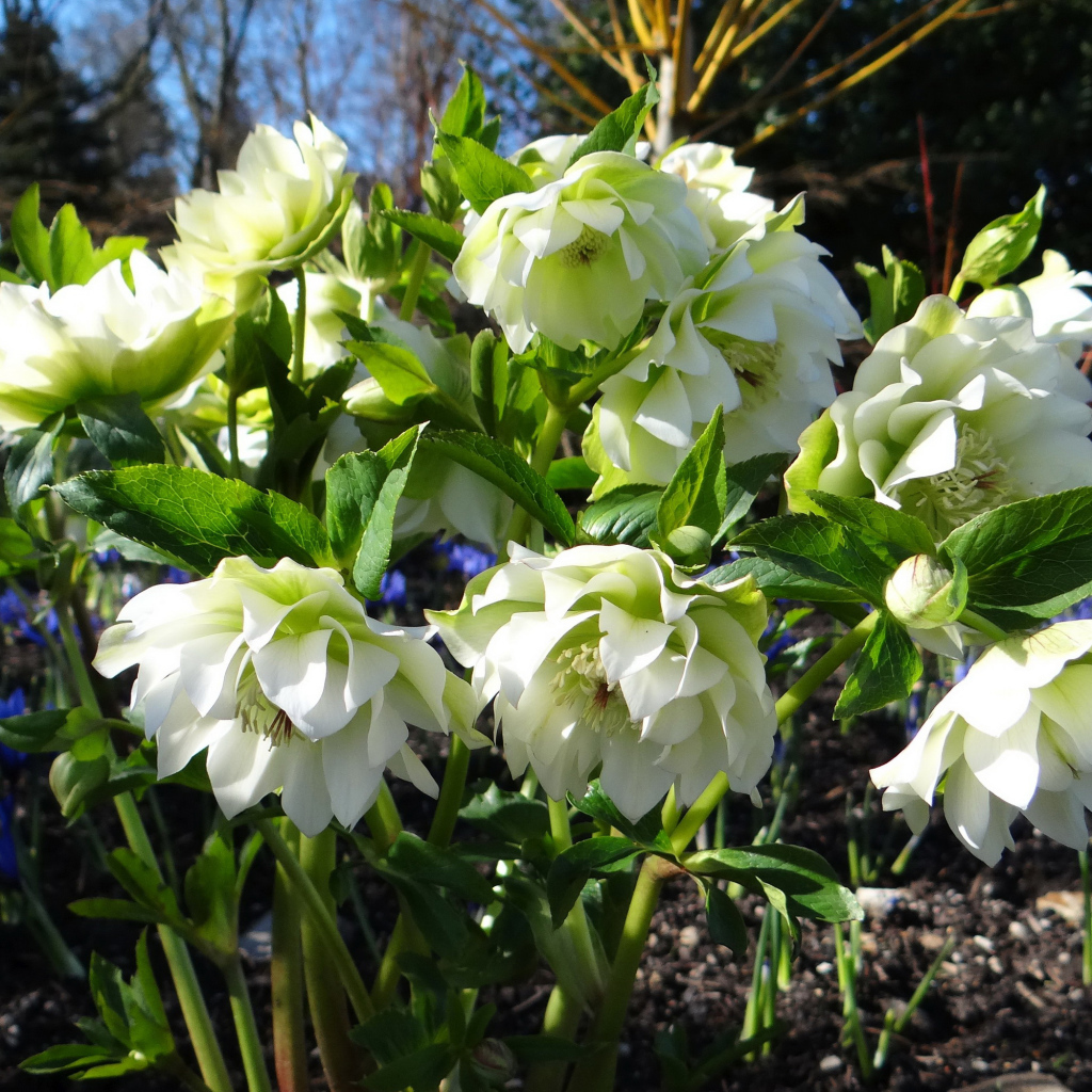 Нежный белый цветок морозник крупным планом