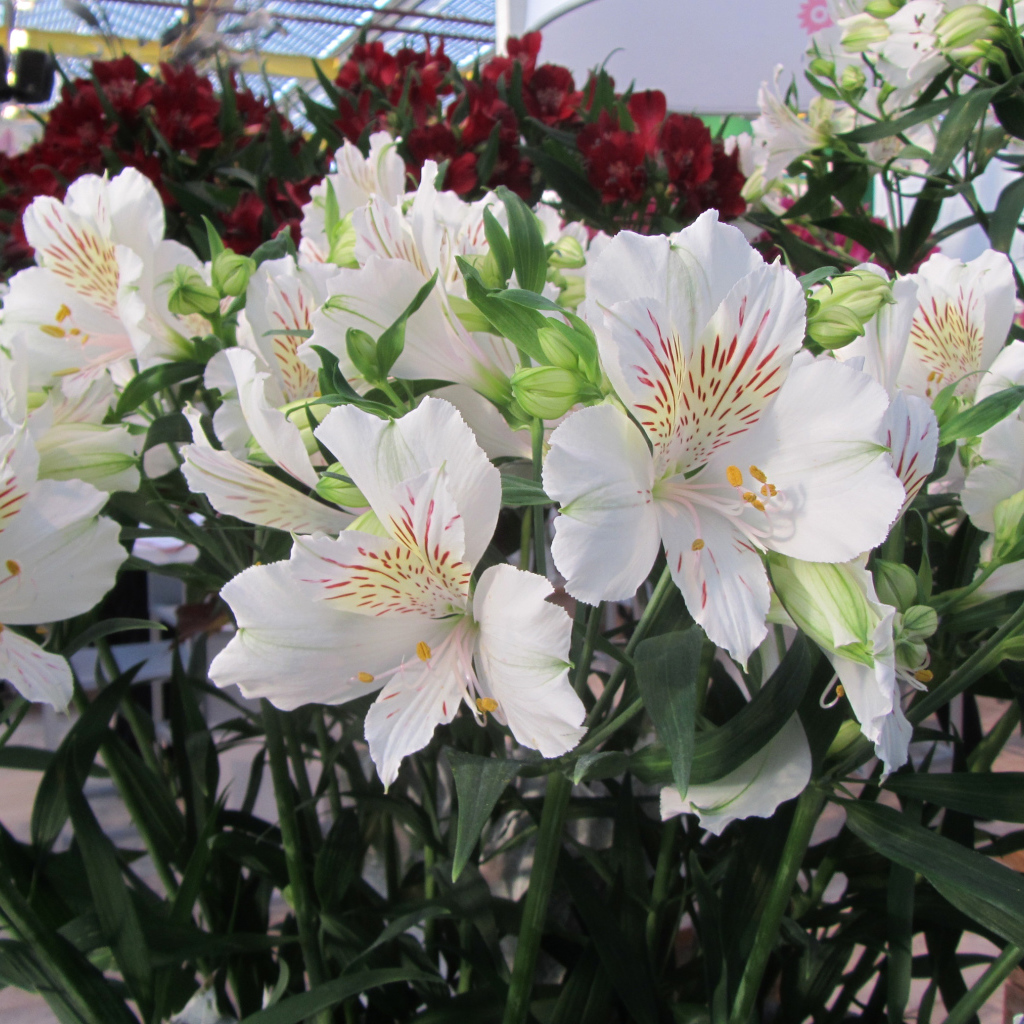 Нежные белые цветы Альстромерия  