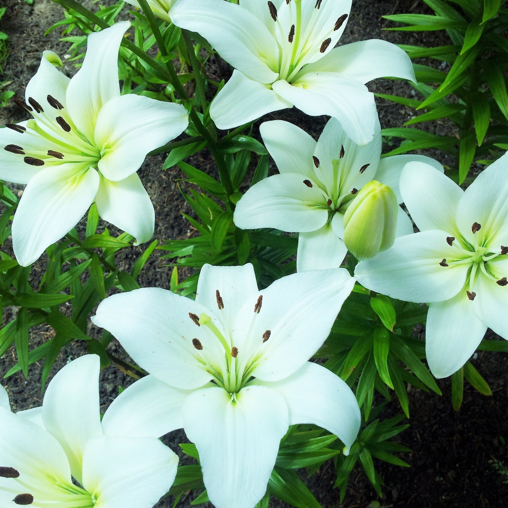 Нежные белые лилии на клумбе крупным планом