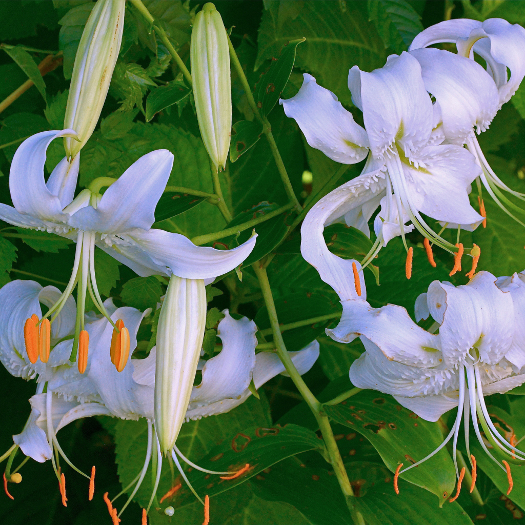 Нежные белые цветы лилии крупным планом