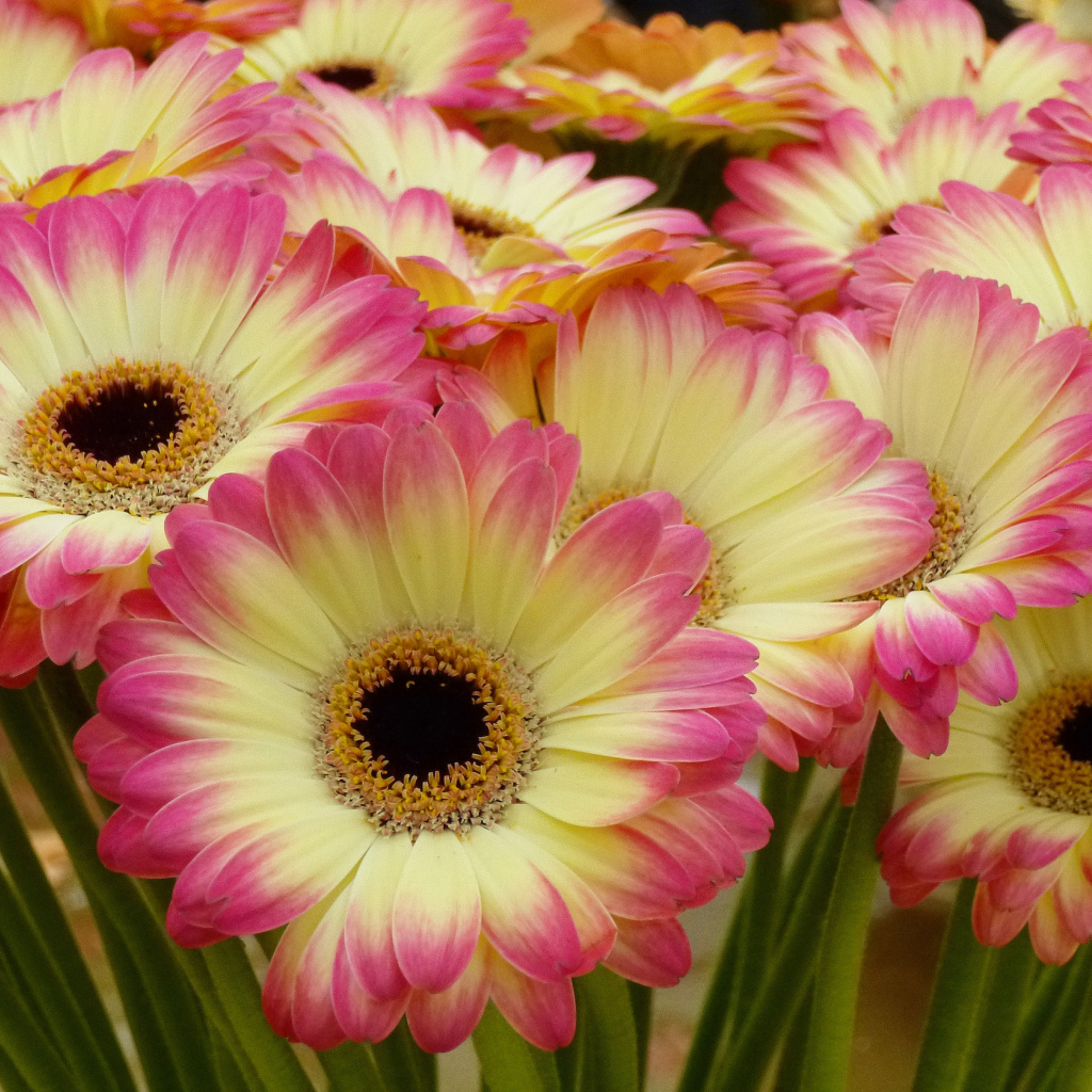 Нежные желтые герберы с розовыми лепестками