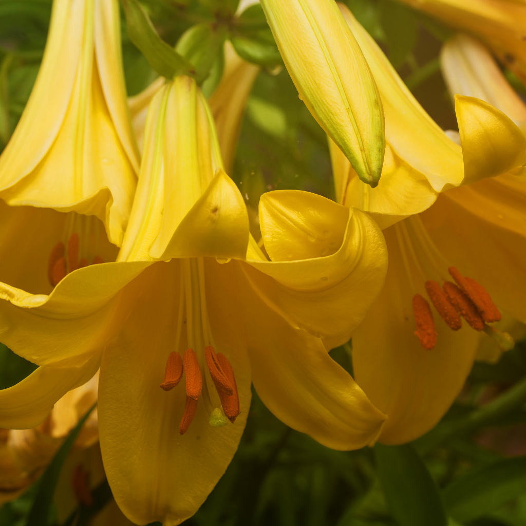 Нежные желтые лилии крупным планом