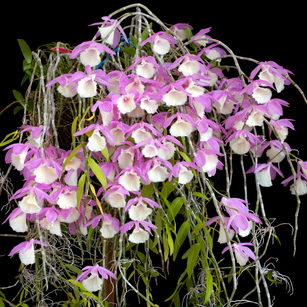 Экзотические розово-белые орхидеи на черном фоне