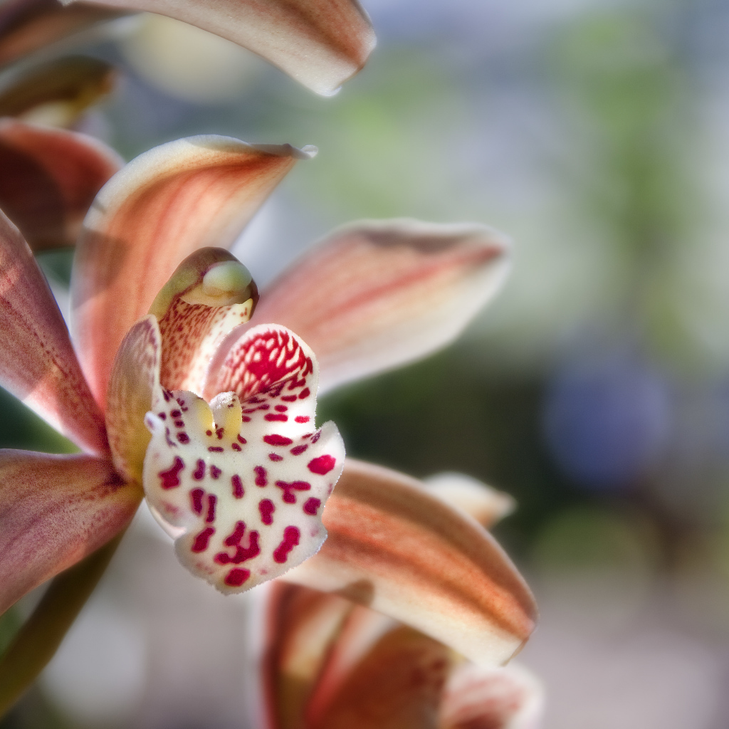 Экзотическая розовая орхидея крупным планом