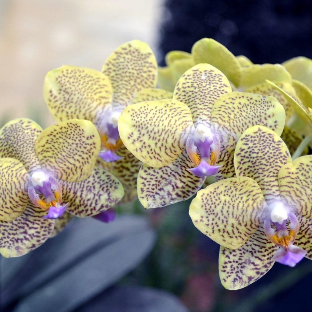 Экзотическая пятнистая ветка орхидеи