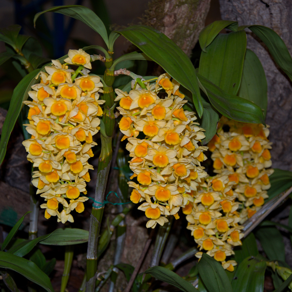 Экзотические желтые цветы орхидеи