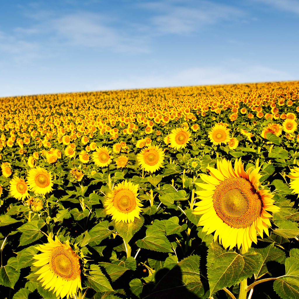 Поле красивых желтых подсолнухов под голубым небом