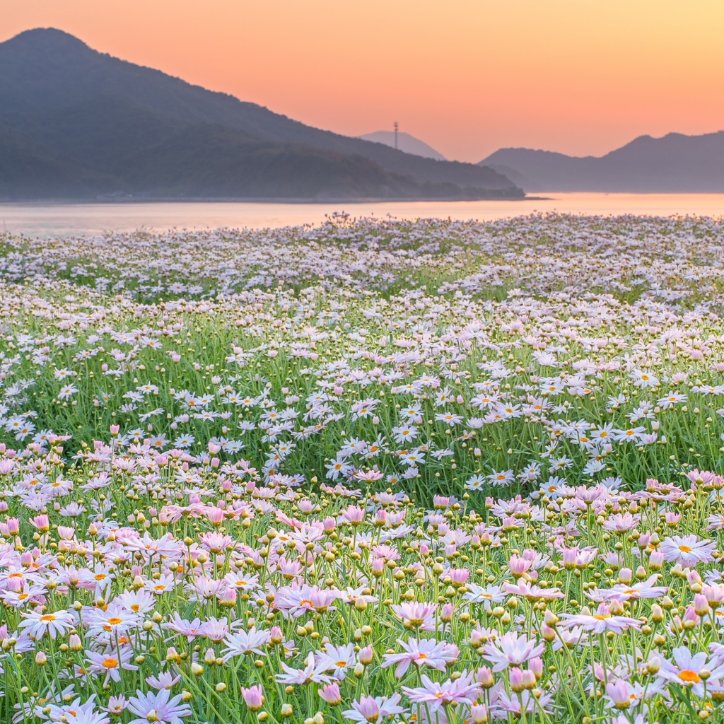 Поле ромашек на фоне гор 