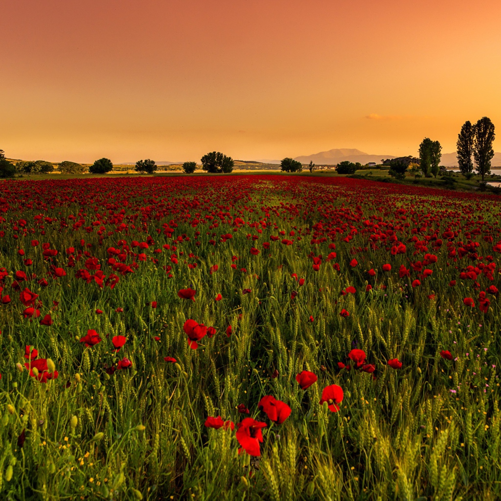 Поле красных маков с зеленой пшеницей 