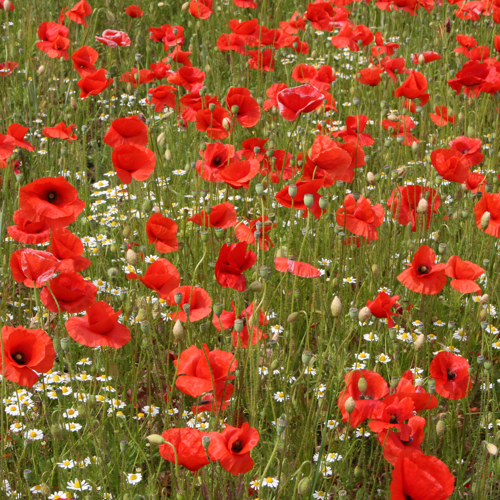 Поле красных маков с белыми ромашками