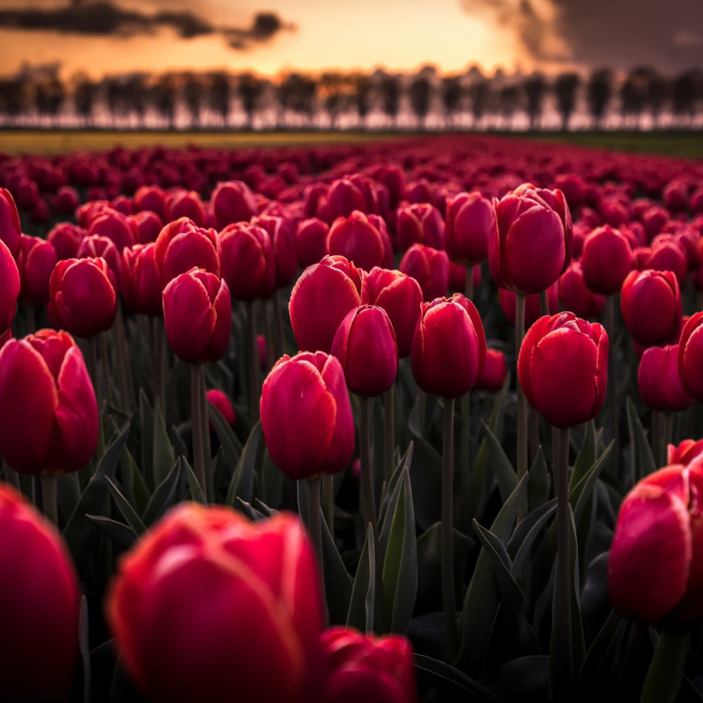 Поле красных цветов тюльпанов на рассвете 