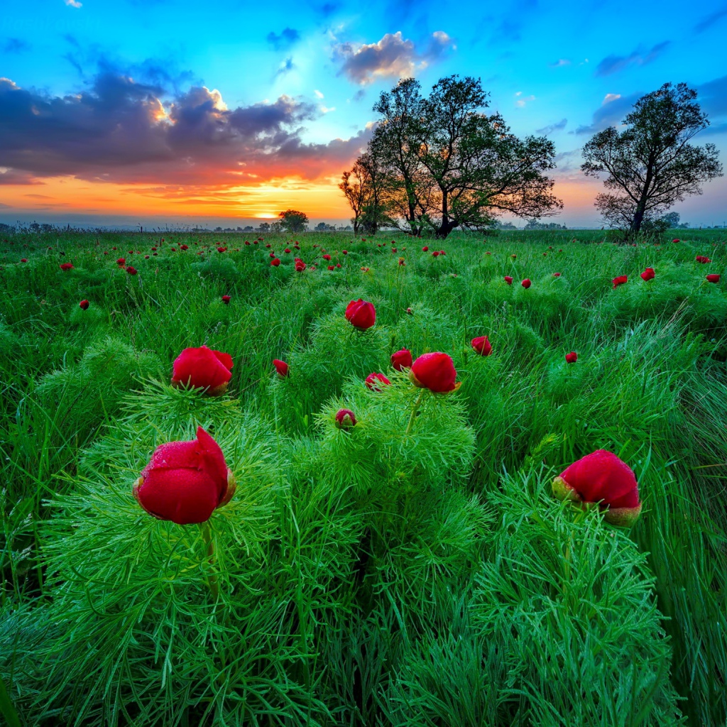 Полевые тонколистные красные пионы на рассвете  