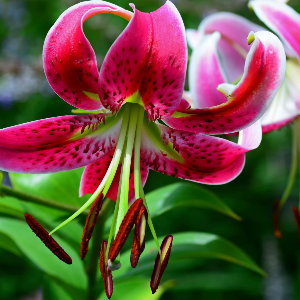 Цветок розовой лилии крупным планом 