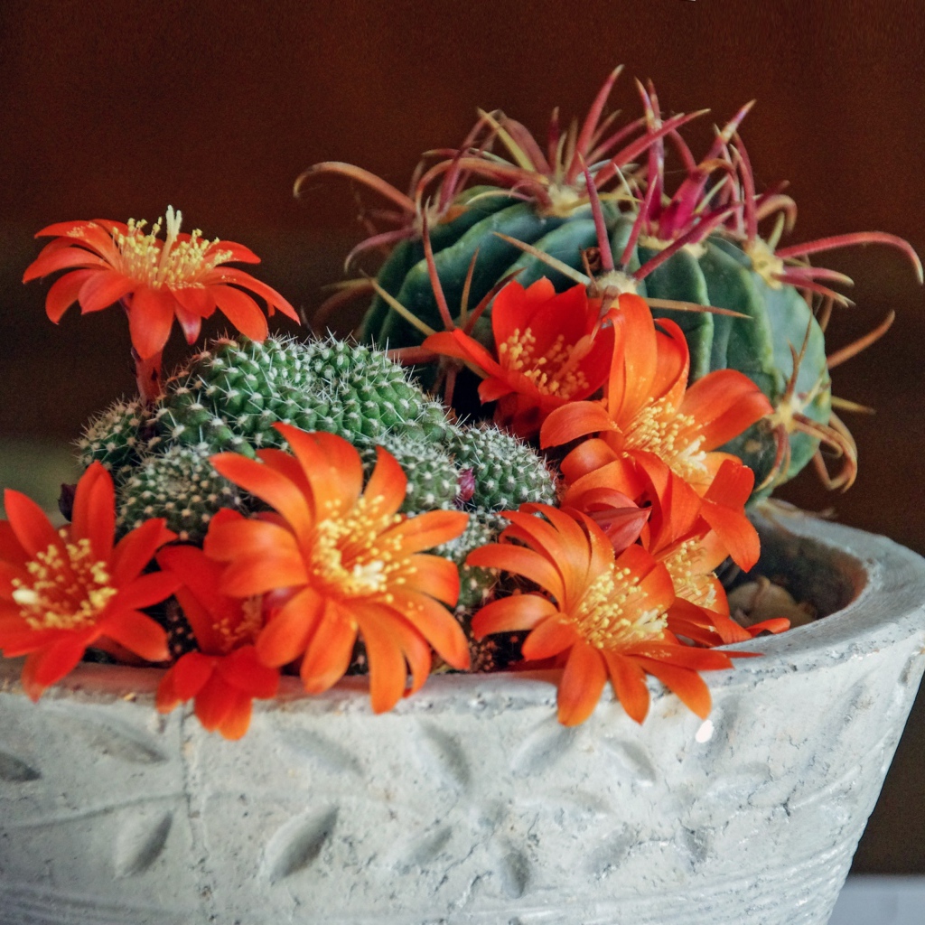 Цветущий комнатный цветок маммиллярия