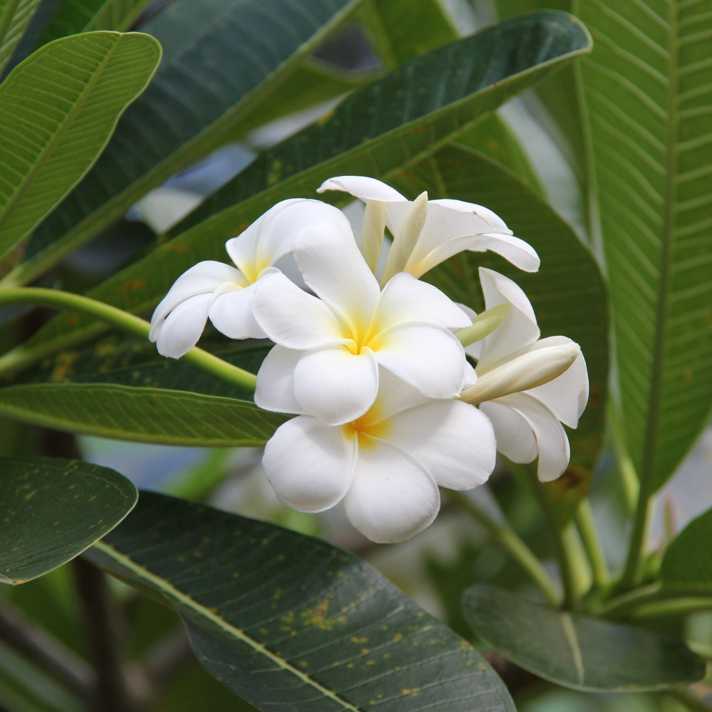 Цветение красивых нежных белых цветов плюмерия