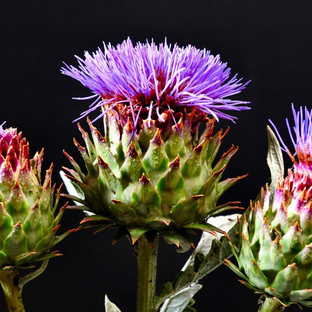 Цветущие шляпки чертополоха на черном фоне