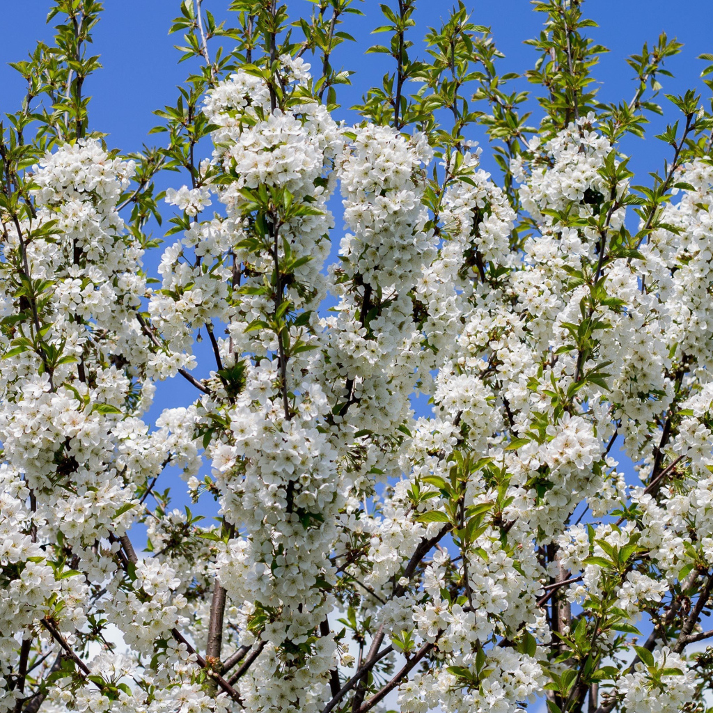 Цветущее белыми цветами весеннее дерево 