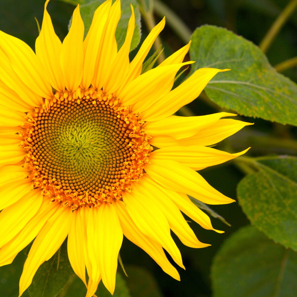 Цветущий желтый подсолнух 