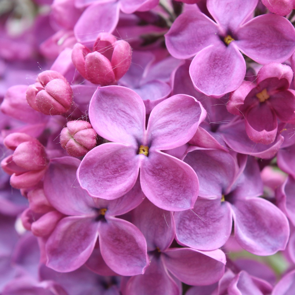 Цветы фиолетовой сирени 