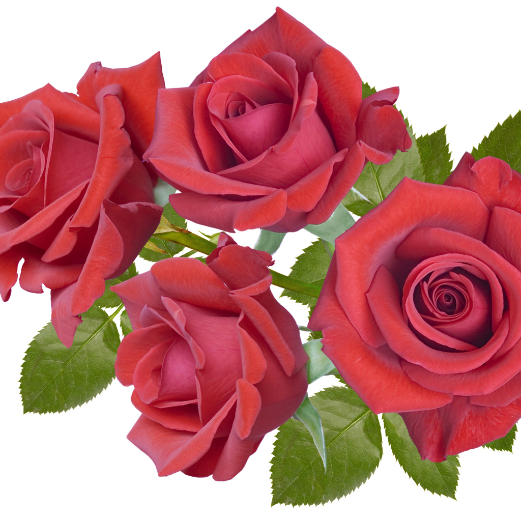 Четыре бордовые розы крупным планом на белом фоне