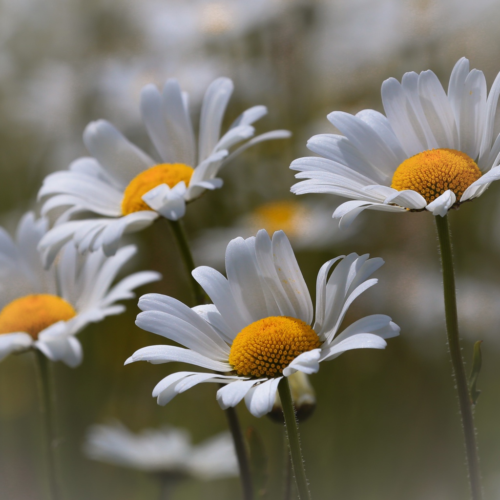 Четыре нежных белых ромашки