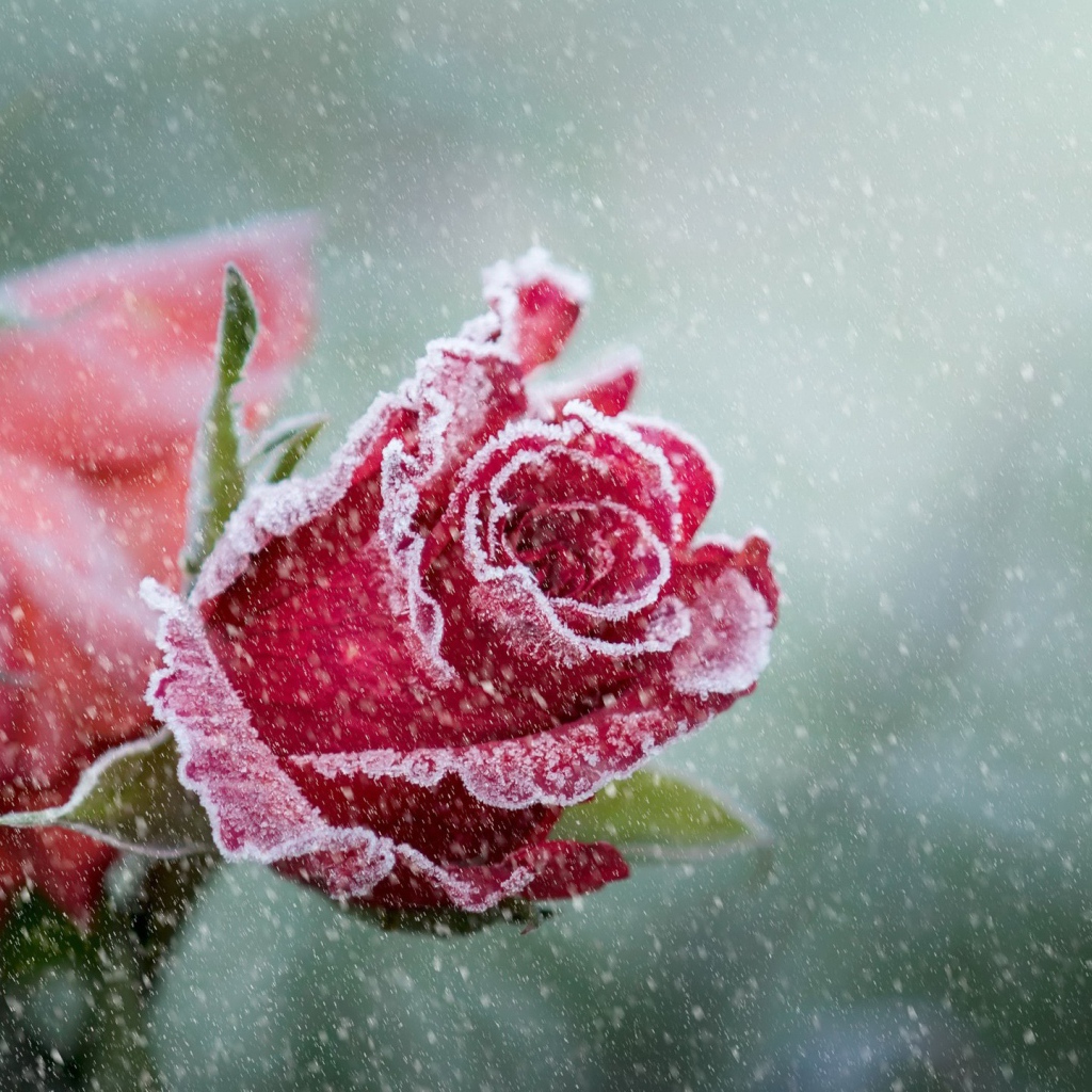 Покрытые инеем две красные розы 