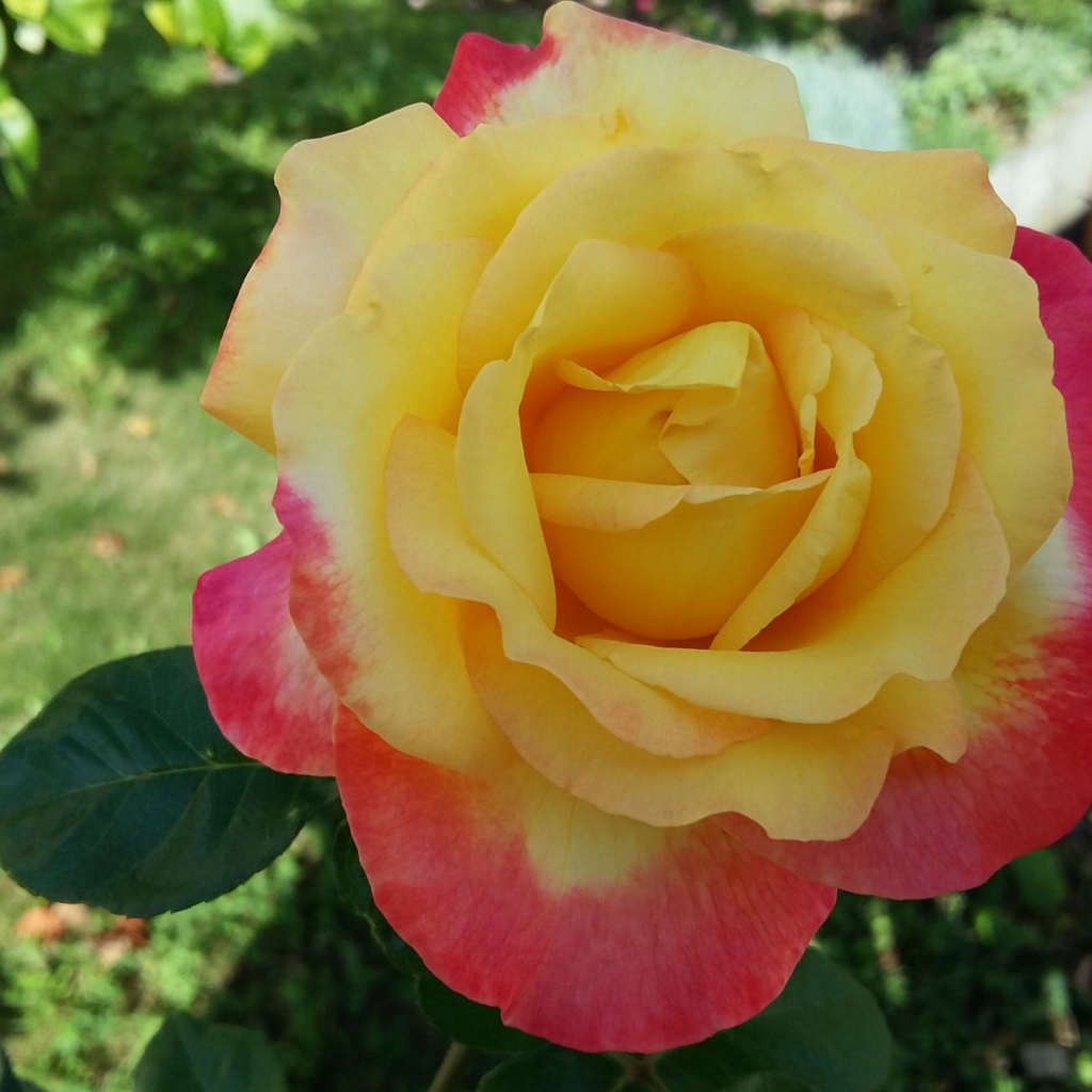 Садовая роза сорт Восточный экспресс 