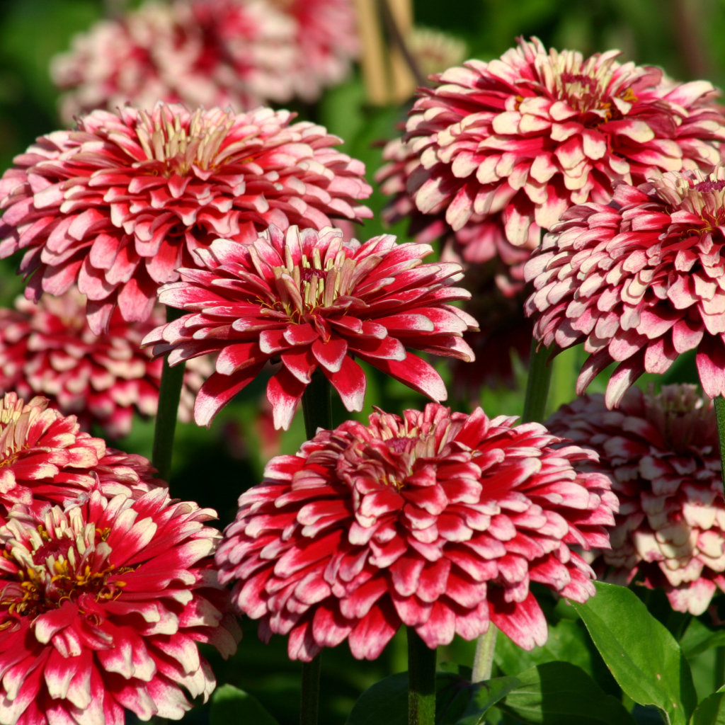 Садовые цветы циния крупным планом