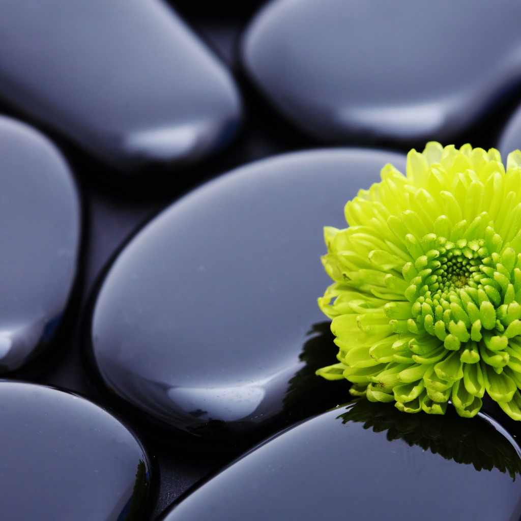Зеленая хризантема на черных камнях 