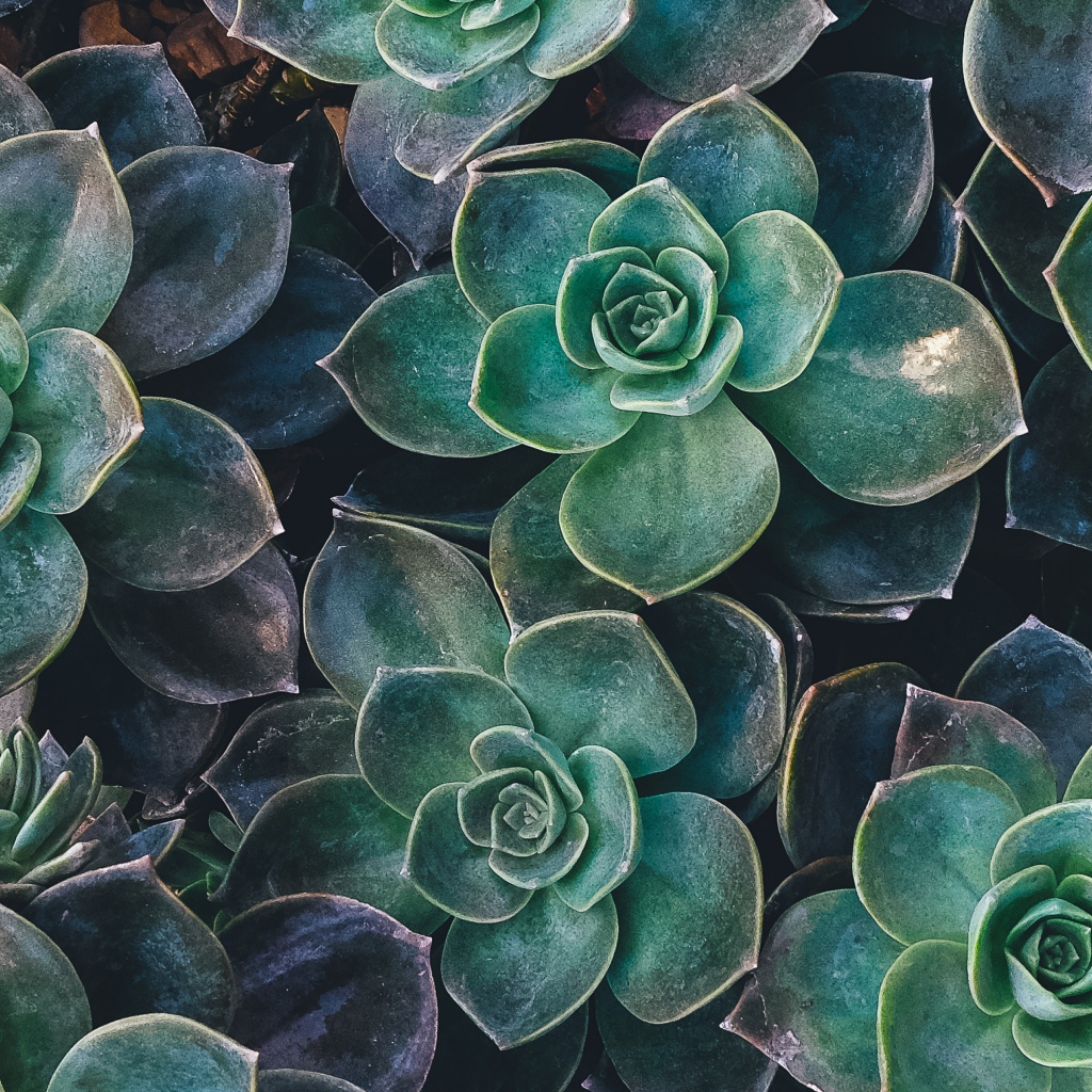 Зеленые цветы эхеверия крупным планом