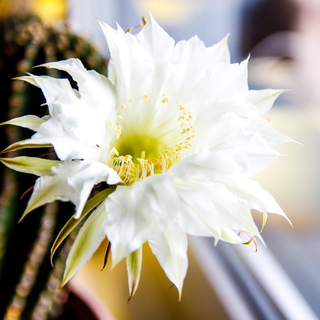 Зеленый колючий кактус с белым цветком 