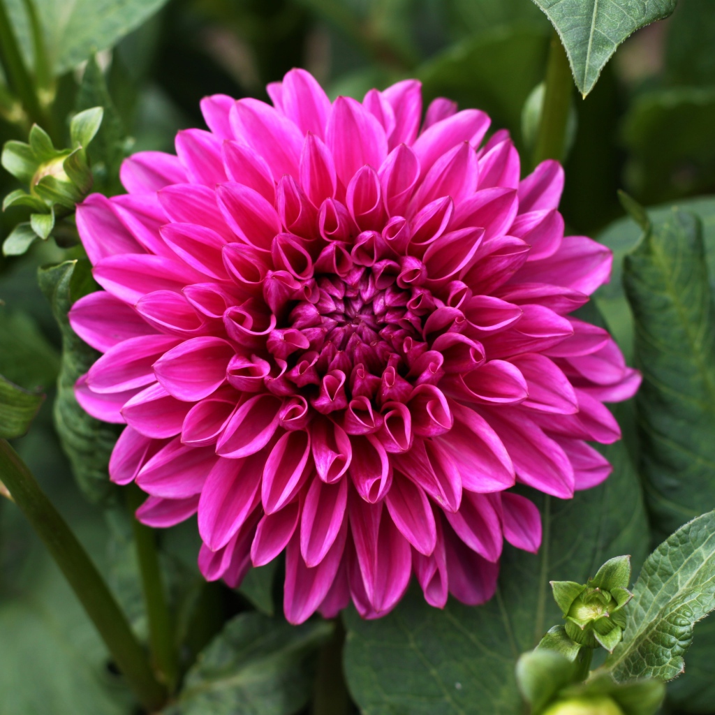 Крупный красивый розовый цветок георгина